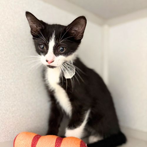 COSMO, an adoptable Domestic Short Hair in Aurora, CO