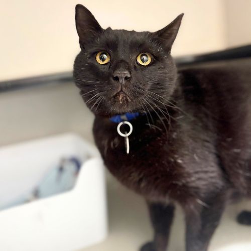 SALTY, Adult Domestic Short Hair (medium coat), cat for adoption in Aurora, Colorado