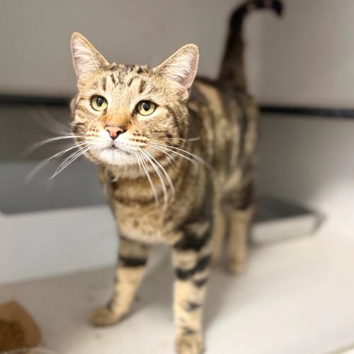 SUMMER, Young Domestic Short Hair (medium coat), cat for adoption in Aurora, Colorado