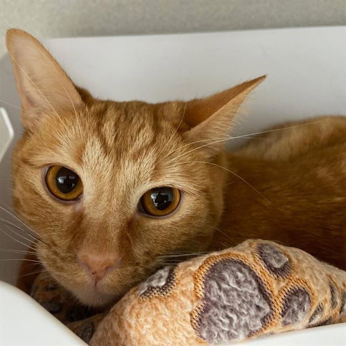 TWIX, Adult Domestic Short Hair (medium coat), cat for adoption in Aurora, Colorado