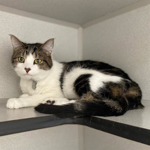 KIT-KAT, Adult Domestic Short Hair (medium coat), cat for adoption in Aurora, Colorado