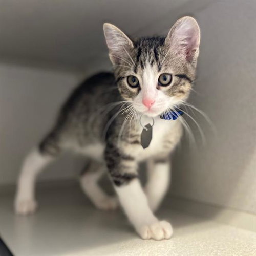BINGO, Baby Domestic Short Hair (medium coat), cat for adoption in Aurora, Colorado
