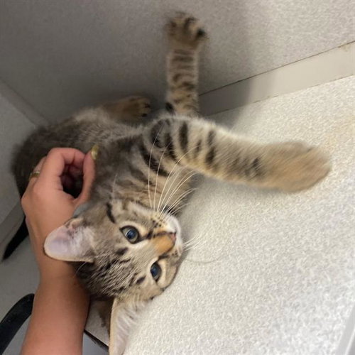 BLUEY, Baby Domestic Short Hair (medium coat), cat for adoption in Aurora, Colorado