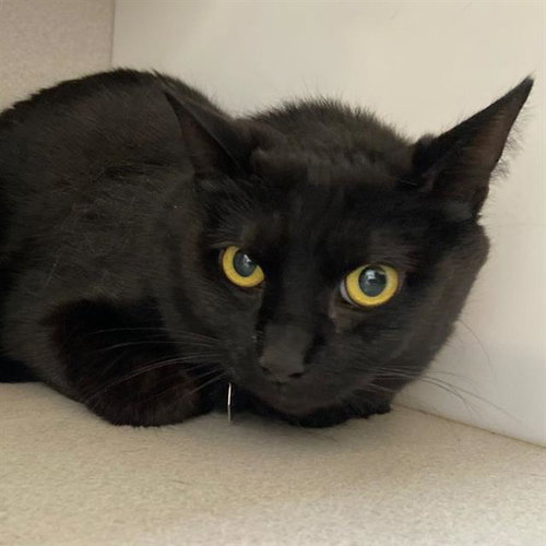MARZ, Adult Domestic Short Hair (medium coat), cat for adoption in Aurora, Colorado