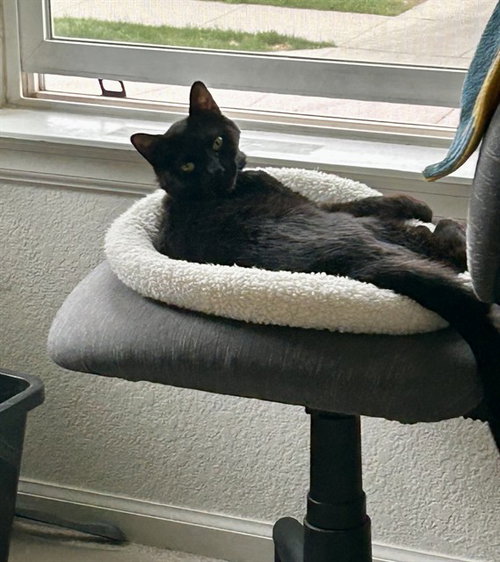 MARZ, an adoptable Domestic Short Hair in Aurora, CO