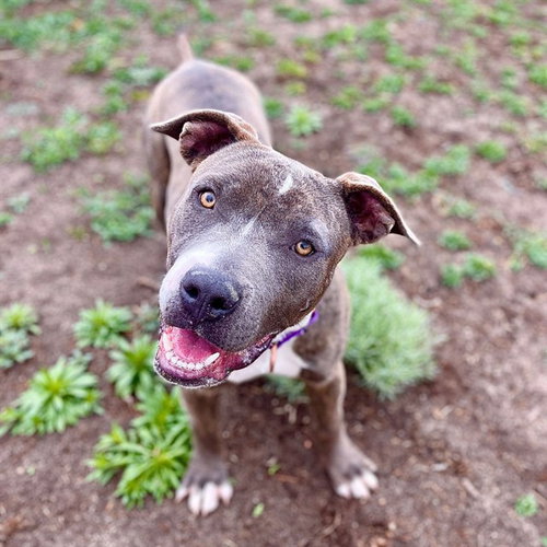 MARIONETTE, an adoptable Pit Bull Terrier in Aurora, CO