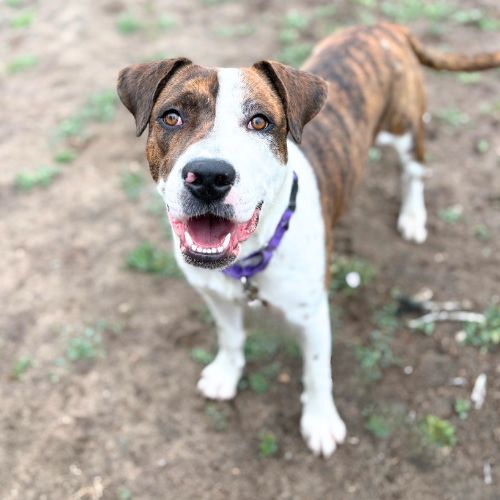 BROOKIE, an adoptable Boxer in Aurora, CO