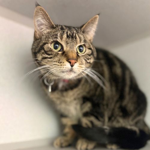 LORDE, an adoptable Domestic Short Hair in Aurora, CO