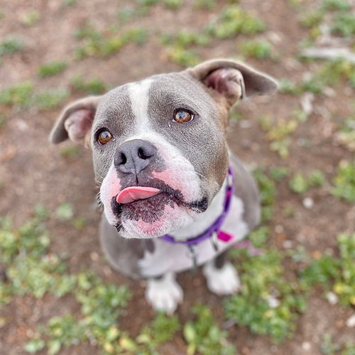 MOXIE, an adoptable American Staffordshire Terrier in Aurora, CO