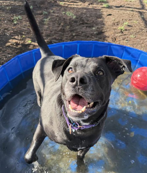 TANK, an adoptable Labrador Retriever in Aurora, CO