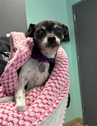 CELIA, an adoptable Chihuahua in Aurora, CO