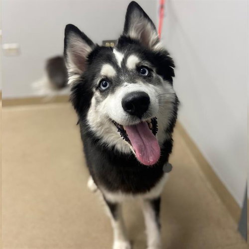 LAKOTA, an adoptable Siberian Husky in Aurora, CO