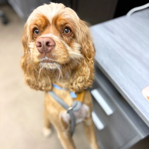 NICO, an adoptable English Cocker Spaniel in Aurora, CO