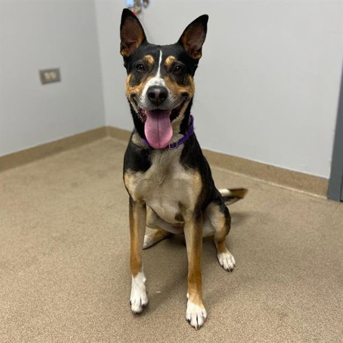 TURF, an adoptable Australian Kelpie in Aurora, CO