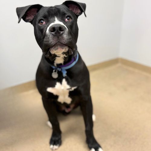POLO, an adoptable Pit Bull Terrier in Aurora, CO