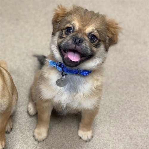 RONALD, an adoptable Pug in Aurora, CO