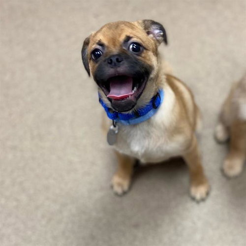 TIMMY, an adoptable Pug in Aurora, CO