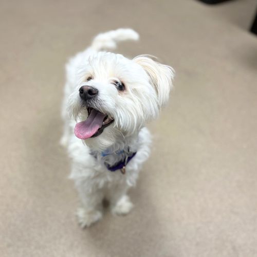 STUART LITTLE, an adoptable Poodle in Aurora, CO