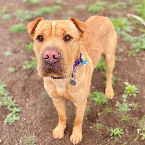 MEATBALL, an adoptable Chinese Shar-Pei in Aurora, CO