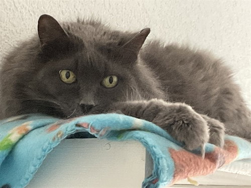 NORA, an adoptable Domestic Long Hair in Aurora, CO