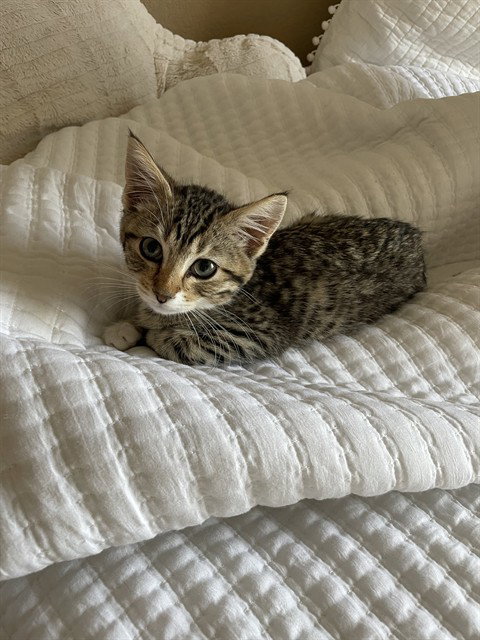 SEBASTIAN, Baby Domestic Short Hair (medium coat), cat for adoption in Centennial, Colorado