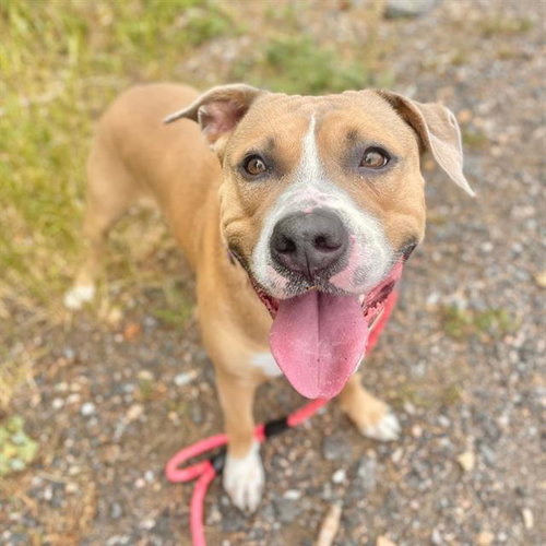 FIFA, an adoptable American Staffordshire Terrier in Aurora, CO