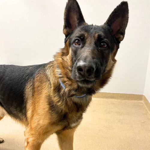 GUNNER, an adoptable German Shepherd Dog in Aurora, CO