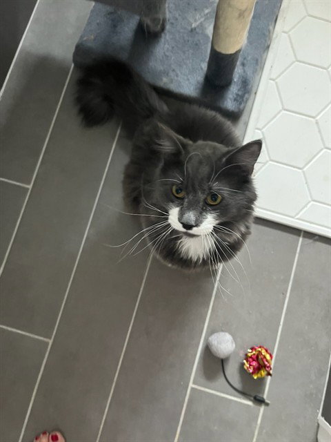 MONSIEUR MUSTACHE