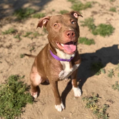 JAM JAM, an adoptable Pit Bull Terrier in Aurora, CO
