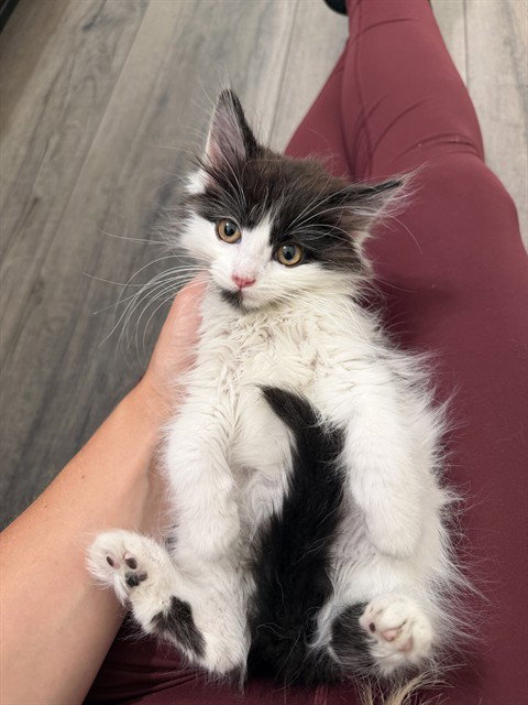 SYLVESTER