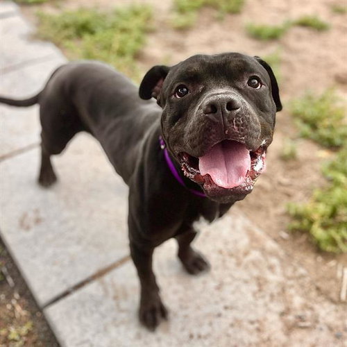 PETE, an adoptable American Bulldog in Aurora, CO