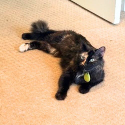 NUNU, Adult Domestic Long Hair (medium coat), cat for adoption in Northglenn, Colorado