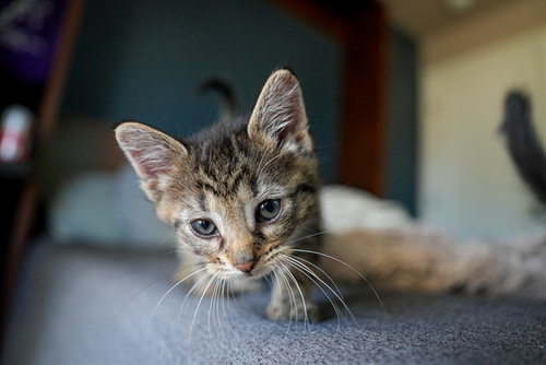 MIDGE, Baby Domestic Medium Hair (medium coat), cat for adoption in Westminster, Colorado