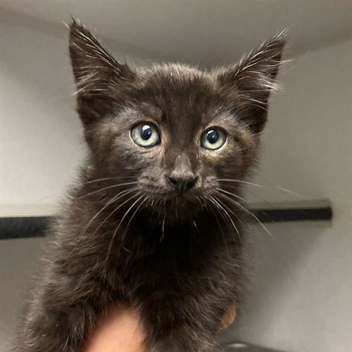 MOONSHINE, Baby Domestic Short Hair (medium coat), cat for adoption in Westminster, Colorado
