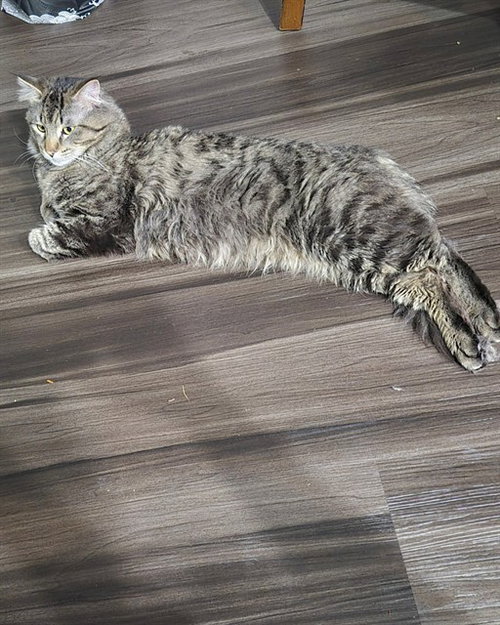 RUSSET POTATO, an adoptable Domestic Medium Hair in Aurora, CO