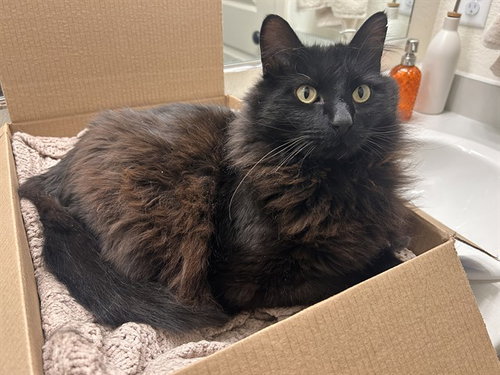 HARRY, an adoptable Domestic Long Hair in Aurora, CO
