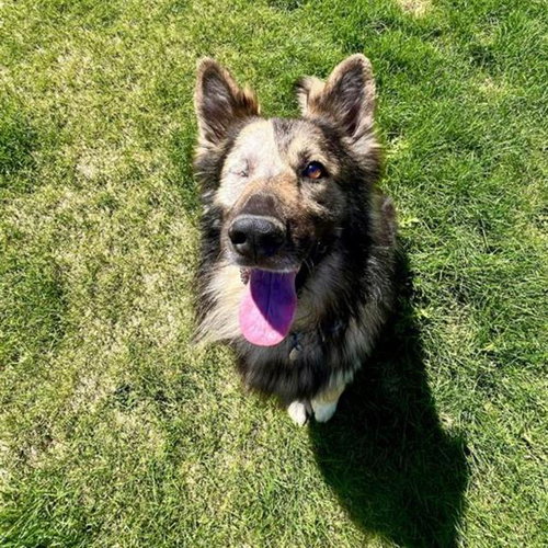MAX, an adoptable German Shepherd Dog in Aurora, CO