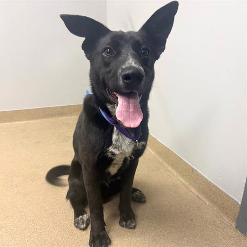 SCRABBLE, an adoptable Australian Cattle Dog in Aurora, CO