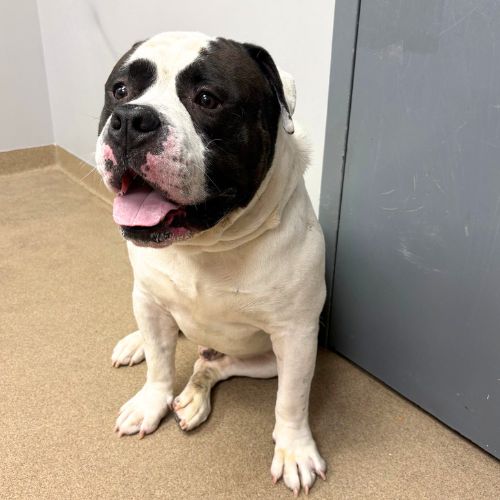 ERNEST, an adoptable American Bulldog in Aurora, CO