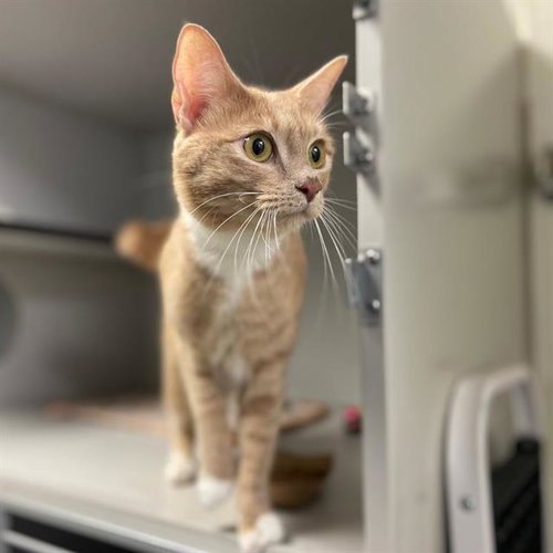 BIRDIE, an adoptable Domestic Short Hair in Aurora, CO