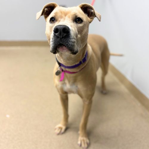 LIL BABY, an adoptable Pit Bull Terrier in Aurora, CO