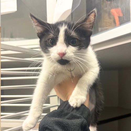 BETTY, an adoptable Domestic Short Hair in Aurora, CO