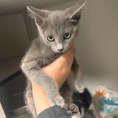 BABY, an adoptable Domestic Short Hair in Aurora, CO