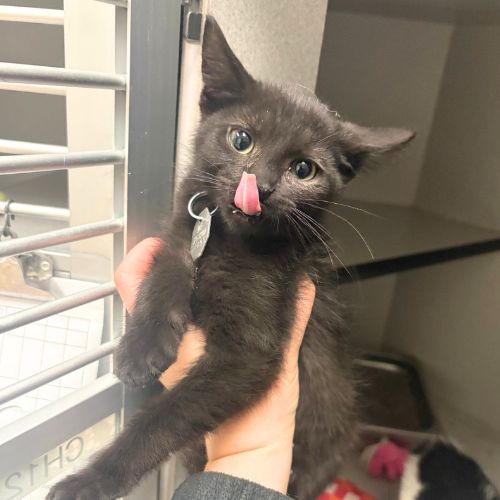 BOOP, an adoptable Domestic Short Hair in Aurora, CO