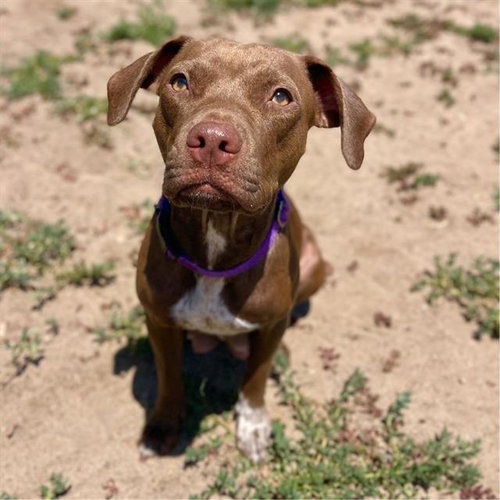 MIMI, an adoptable Pit Bull Terrier in Aurora, CO