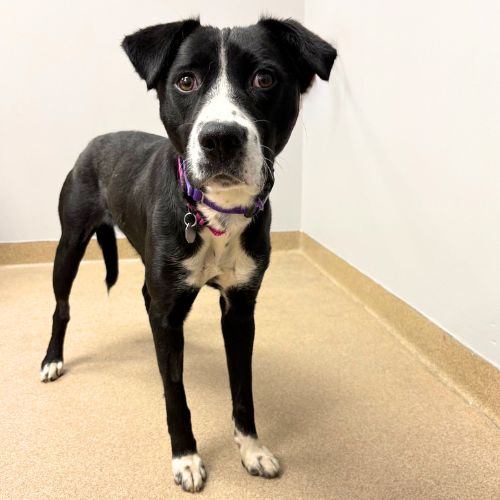 SUGARFOOT, an adoptable Labrador Retriever in Aurora, CO