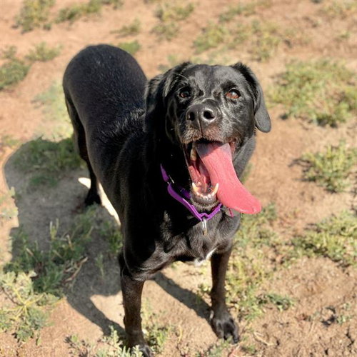 MINNIE, an adoptable Labrador Retriever in Aurora, CO