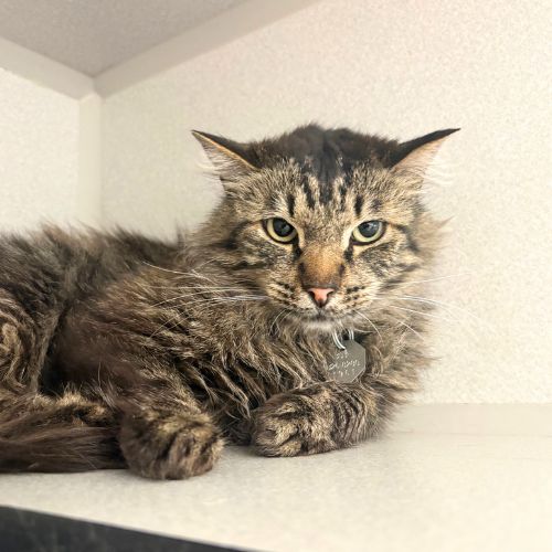 CHARLES, an adoptable Domestic Medium Hair in Aurora, CO