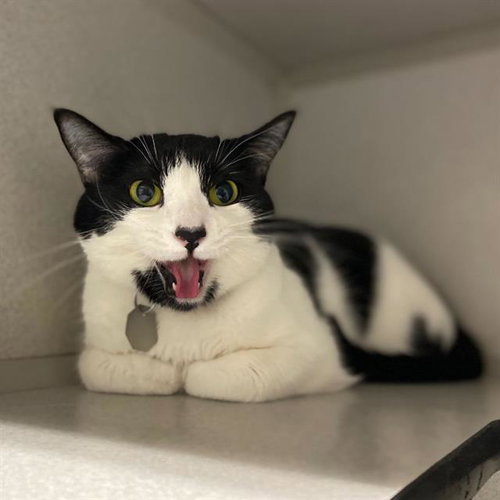 BATS, an adoptable Domestic Short Hair in Aurora, CO