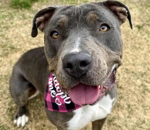 MELEYS, an adoptable American Staffordshire Terrier in Aurora, CO